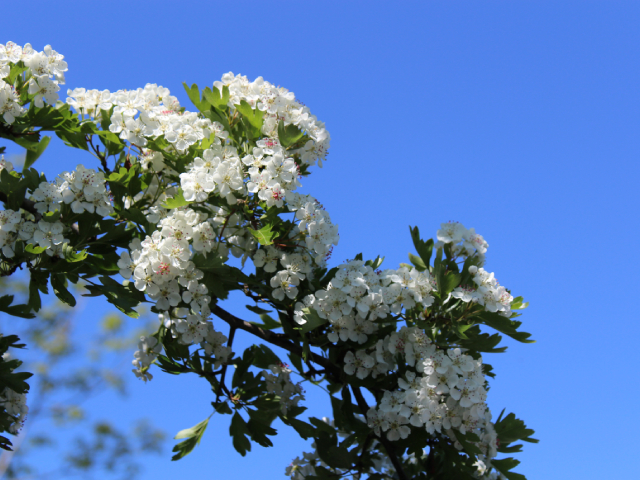 image_9